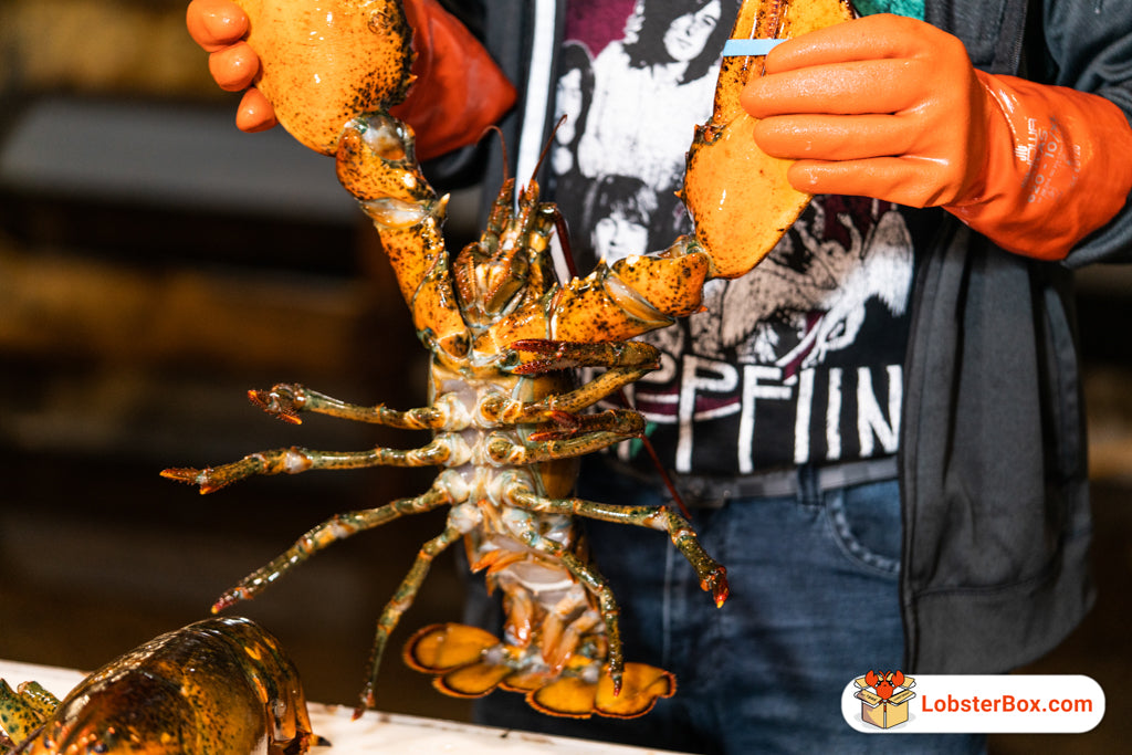 Spiny Lobster and Maine Lobster - Why are they different?