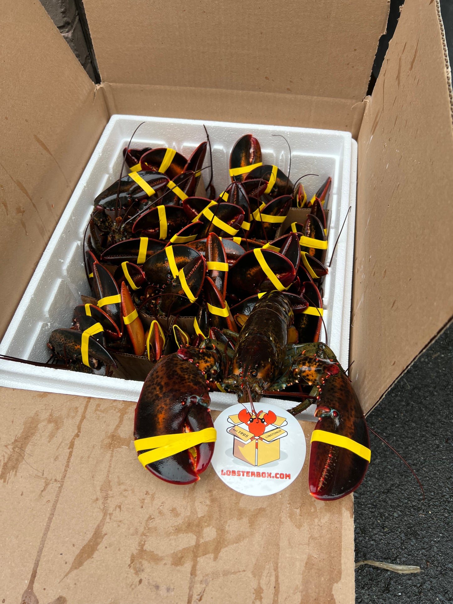 波士顿当地 - 超新鲜活硬壳龙虾 - 选择盒子尺寸
