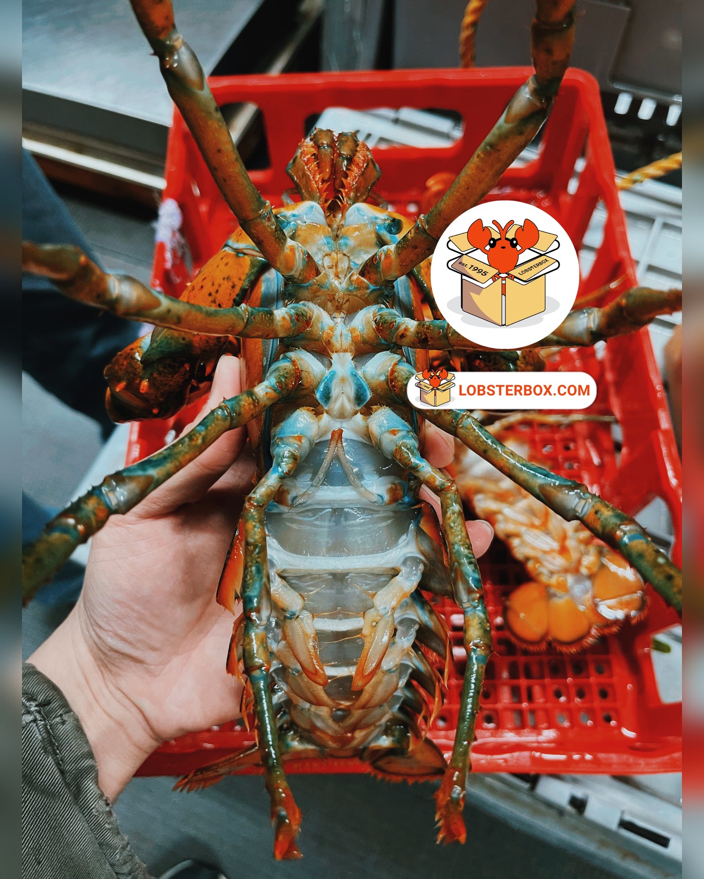 波士顿当地 - 超新鲜活硬壳龙虾 - 选择盒子尺寸
