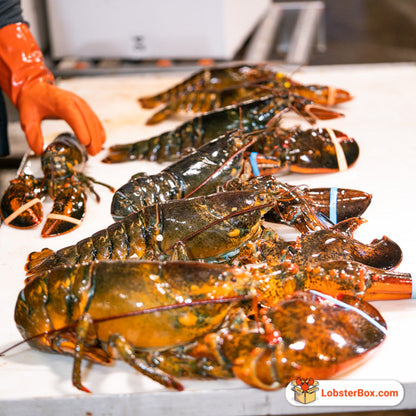 Live Premium Maine Hard Shell Lobster - FREE Airport Pickup