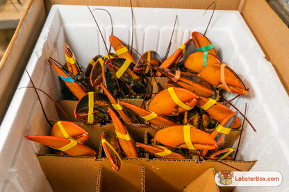 Live Premium Maine Hard Shell Lobster - FREE UPS To Door Delivery
